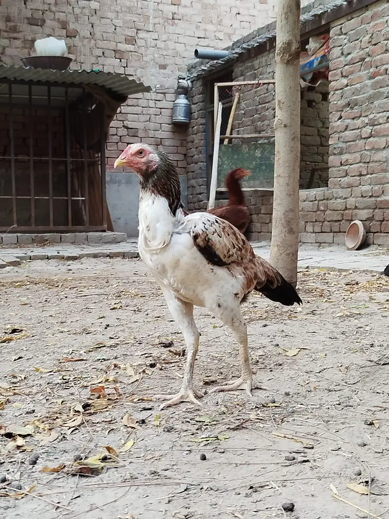 Pure mianwali aseel — photo 4