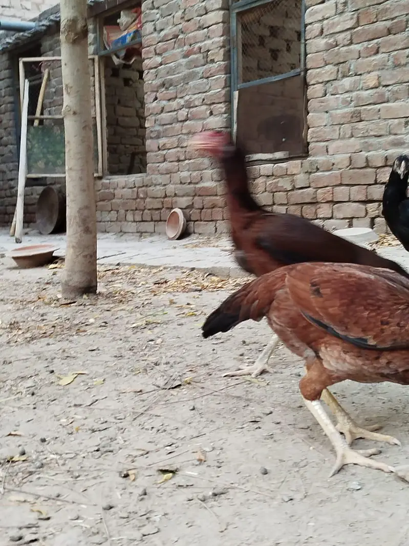 Pure mianwali aseel — photo 5