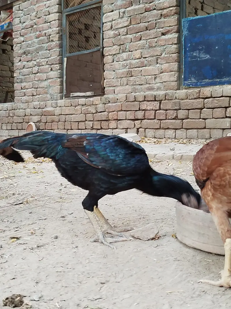 Pure mianwali aseel — photo 6