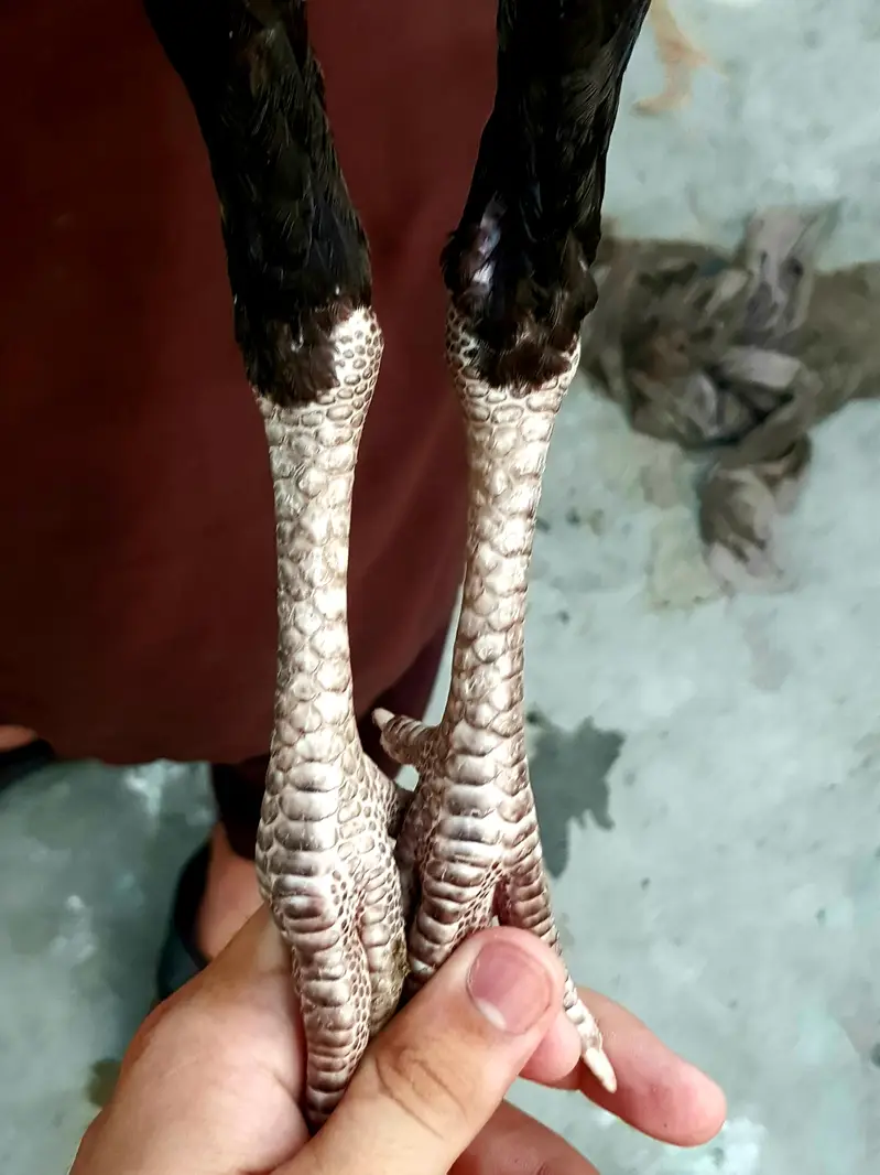 aseel thai+kala nawab — photo 4