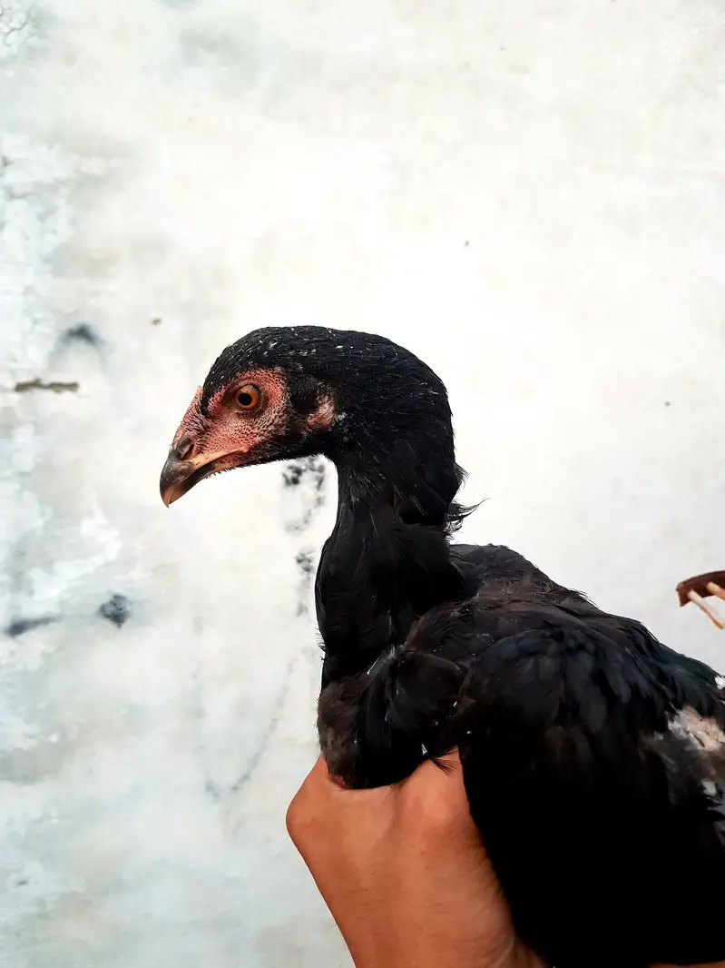 aseel thai+kala nawab — photo 5