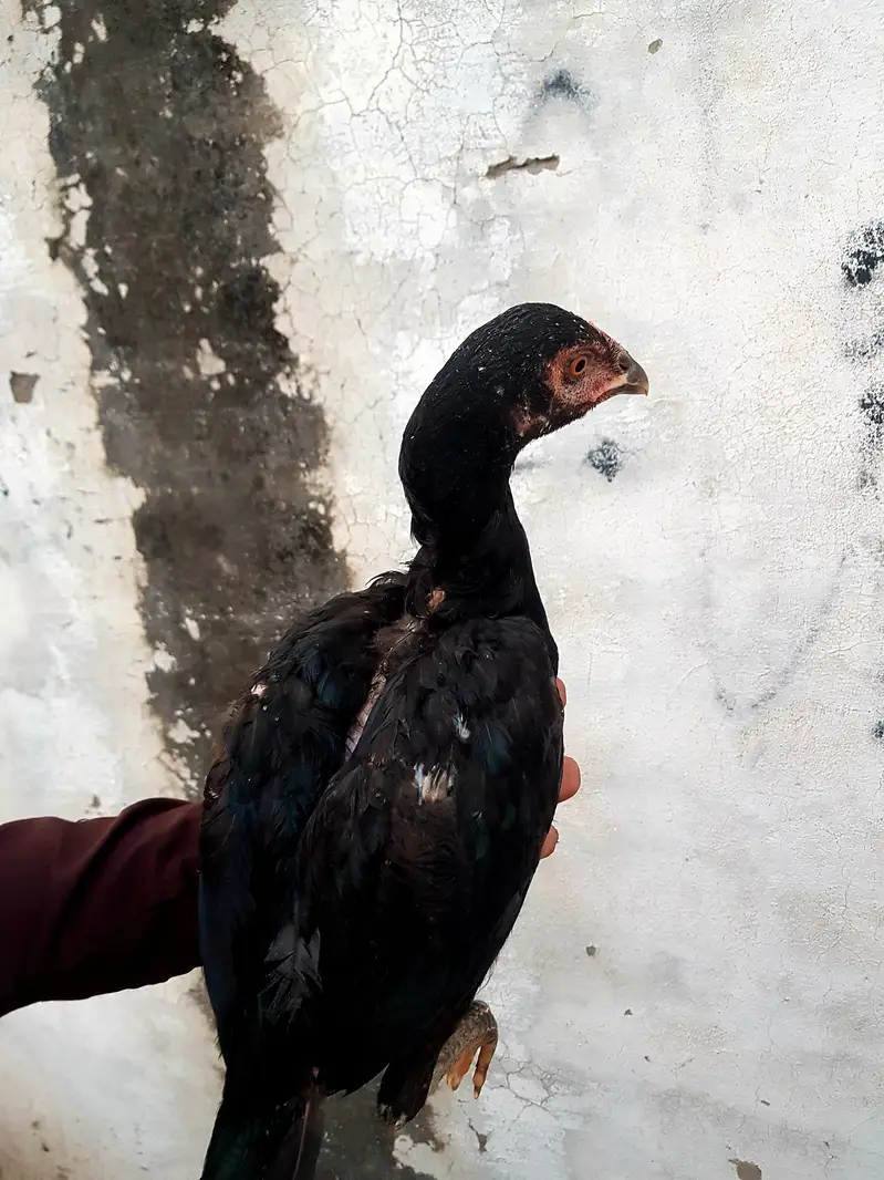 aseel thai+kala nawab — photo 7