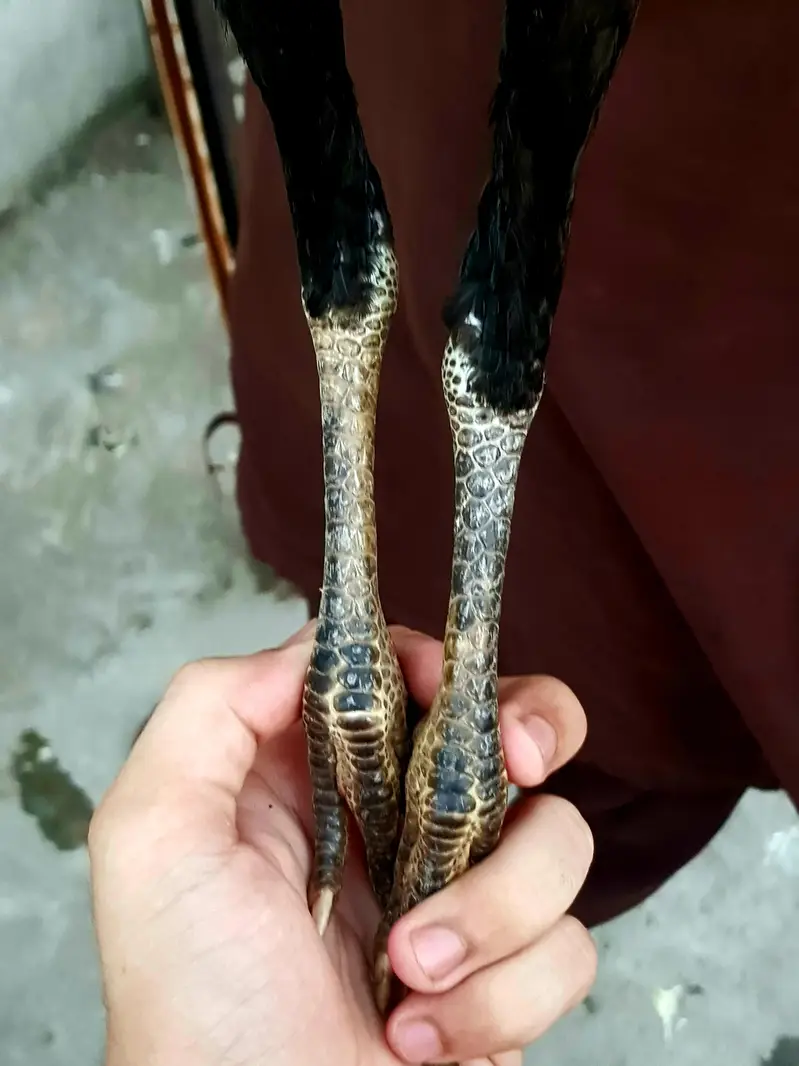 aseel thai+kala nawab — photo 8