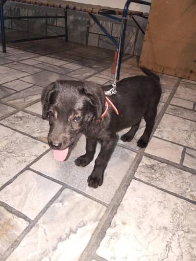 yah pure labra hai 03291667573 msg and call