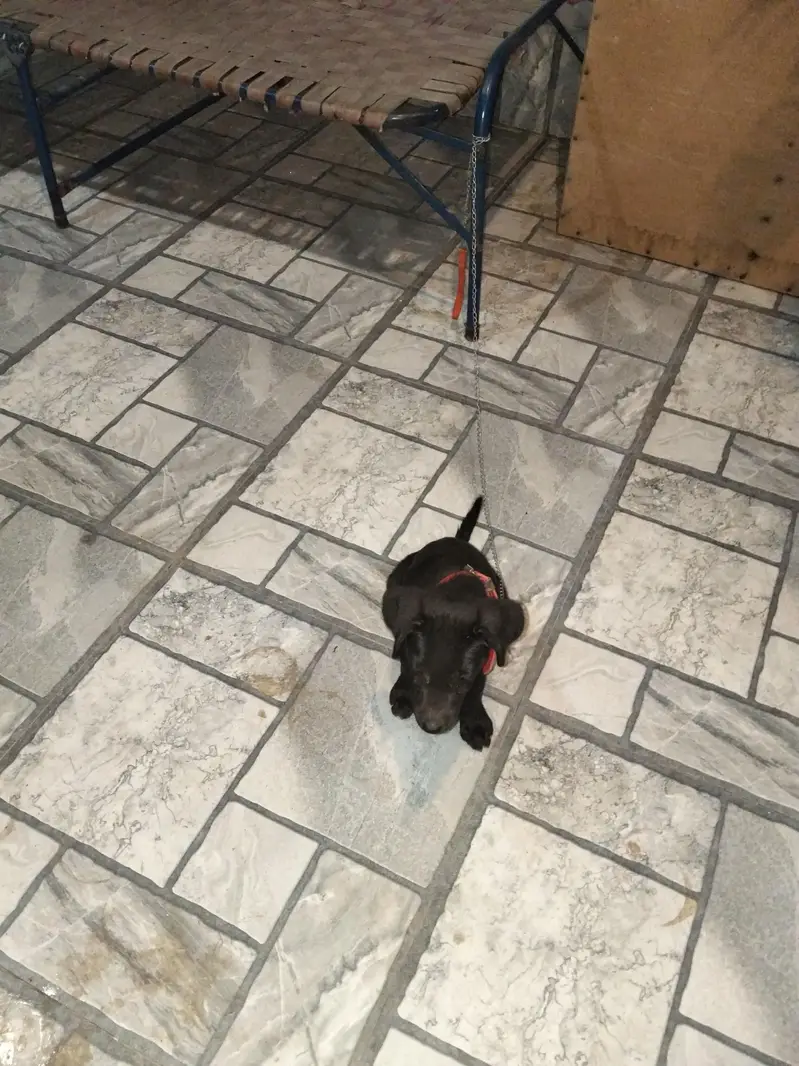 yah pure labra hai 03291667573 msg and call — photo 2