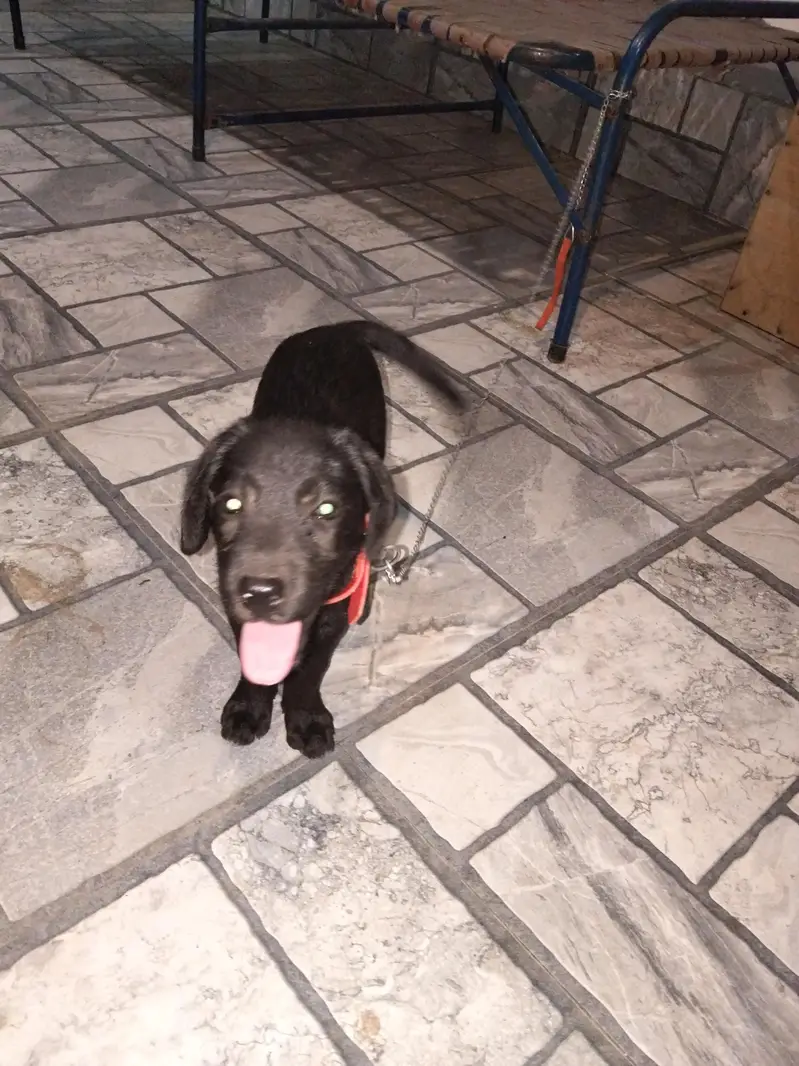 yah pure labra hai 03291667573 msg and call — photo 4