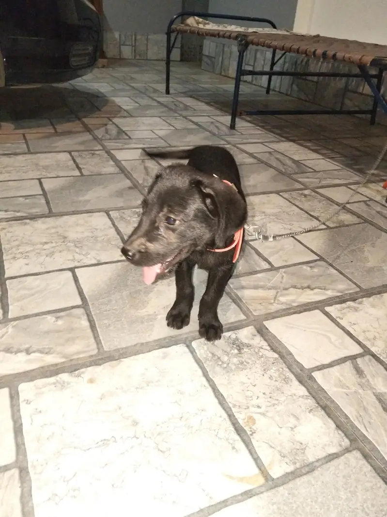 yah pure labra hai 03291667573 msg and call — photo 5