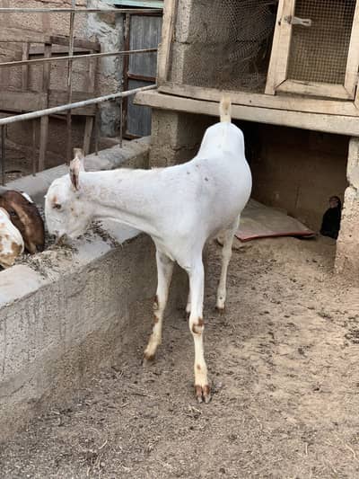 Barbara breeder 2 dant ho chuka ha