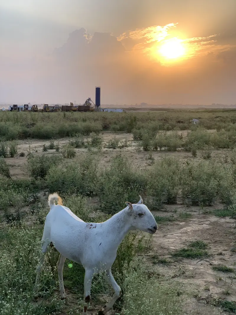 Barbara breeder 2 dant ho chuka ha — photo 2