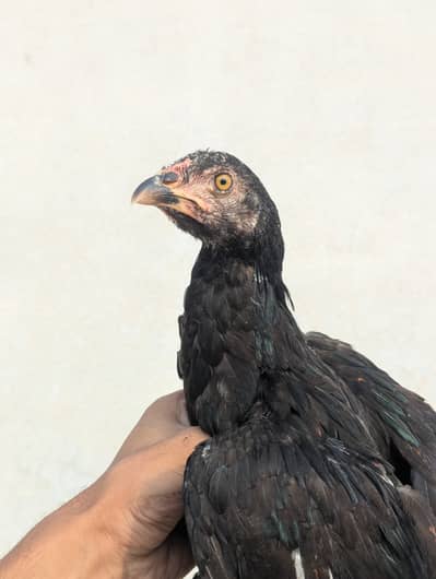 Aseel Chicks Pair (4 Months Old) - Healthy & Active