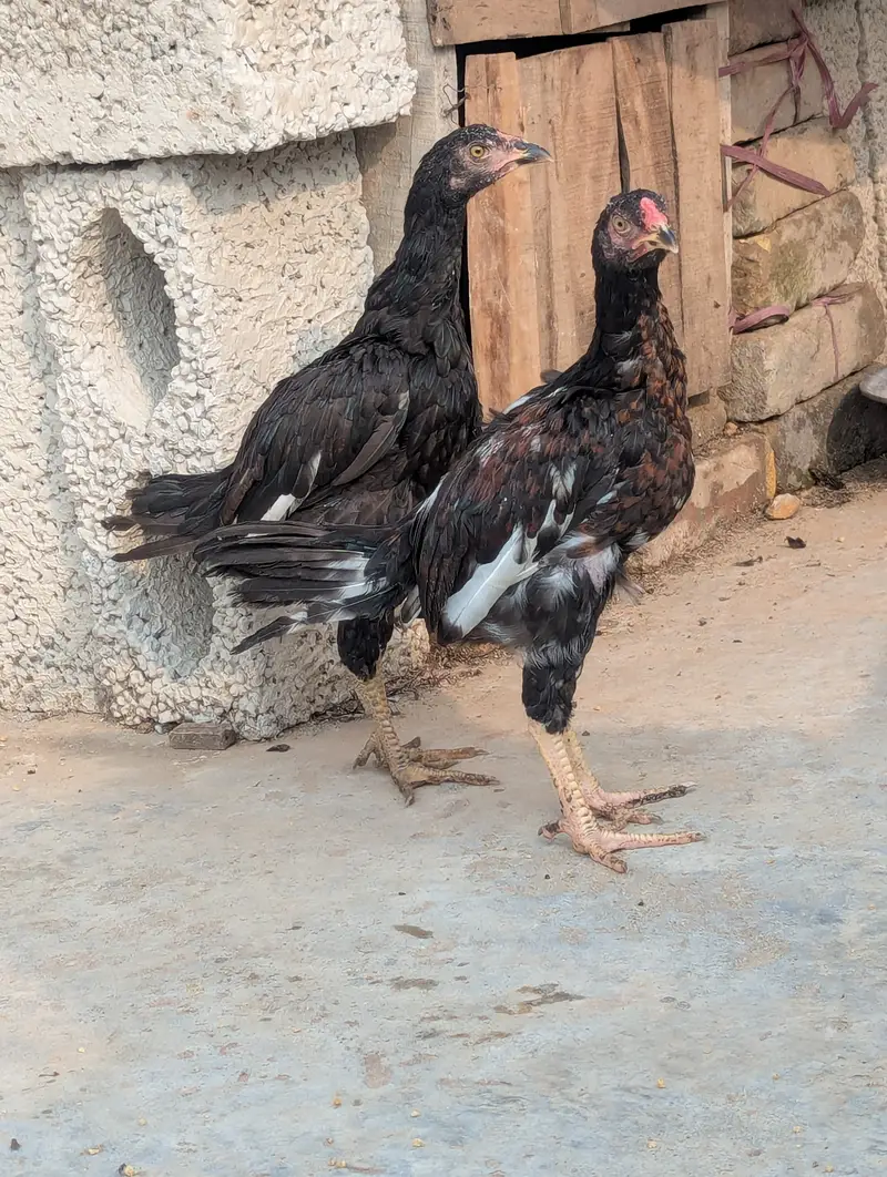 Aseel Chicks Pair (4 Months Old) - Healthy & Active — photo 2
