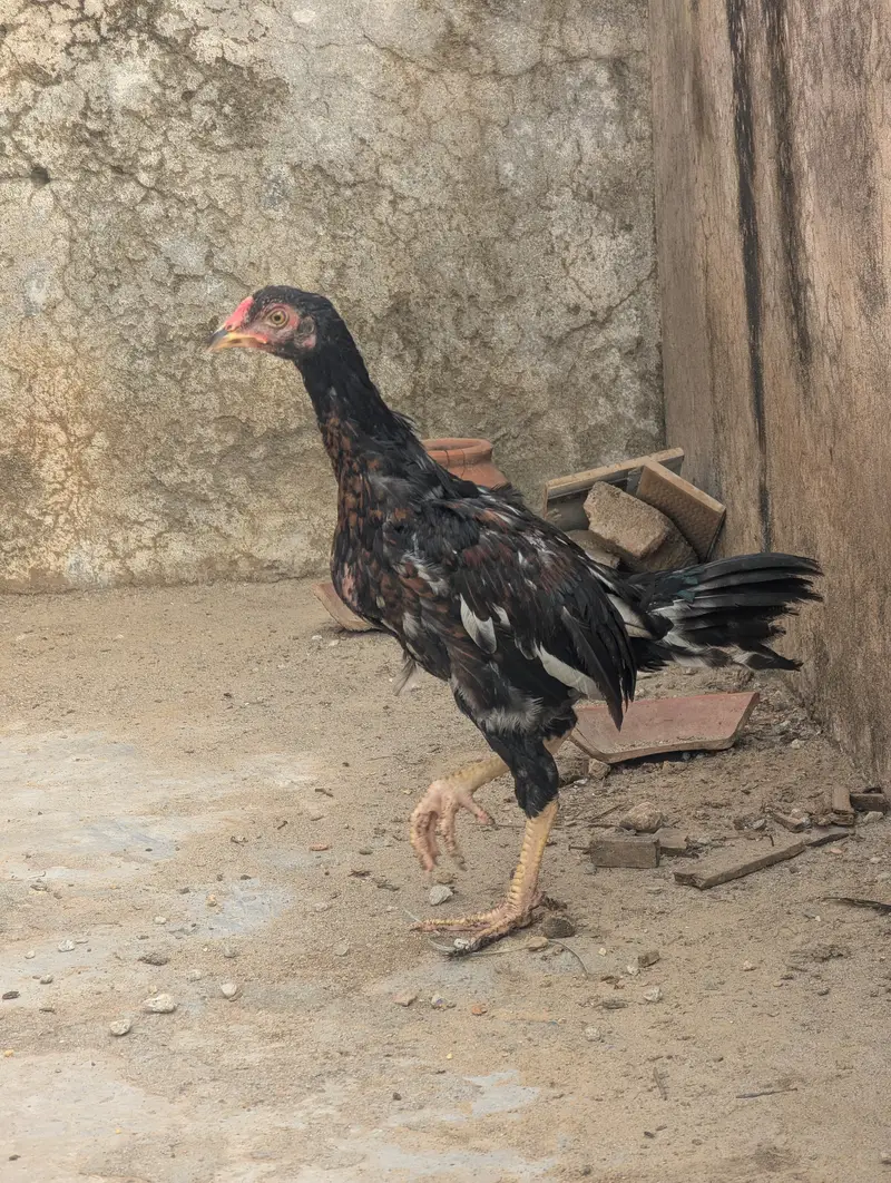 Aseel Chicks Pair (4 Months Old) - Healthy & Active — photo 6