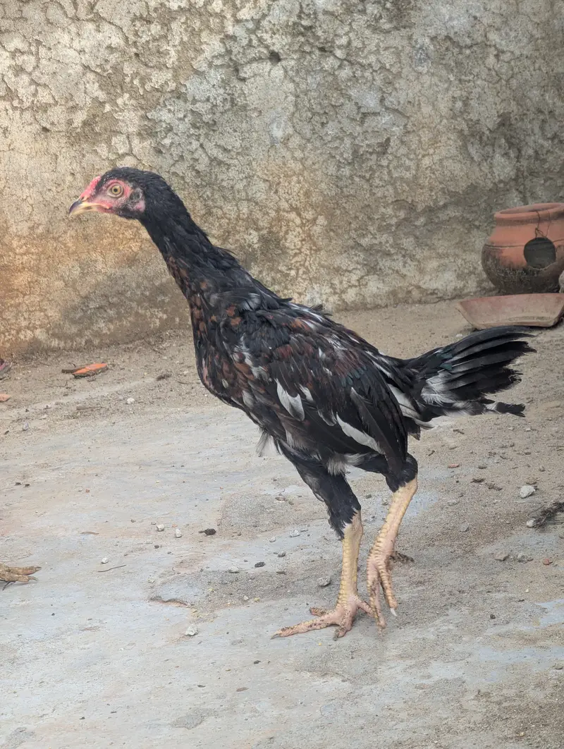 Aseel Chicks Pair (4 Months Old) - Healthy & Active — photo 7