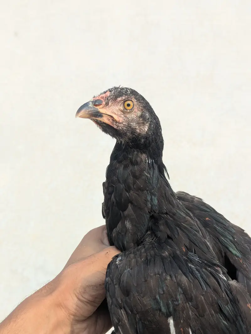 Aseel Chicks Pair (4 Months Old) - Healthy & Active — photo 8