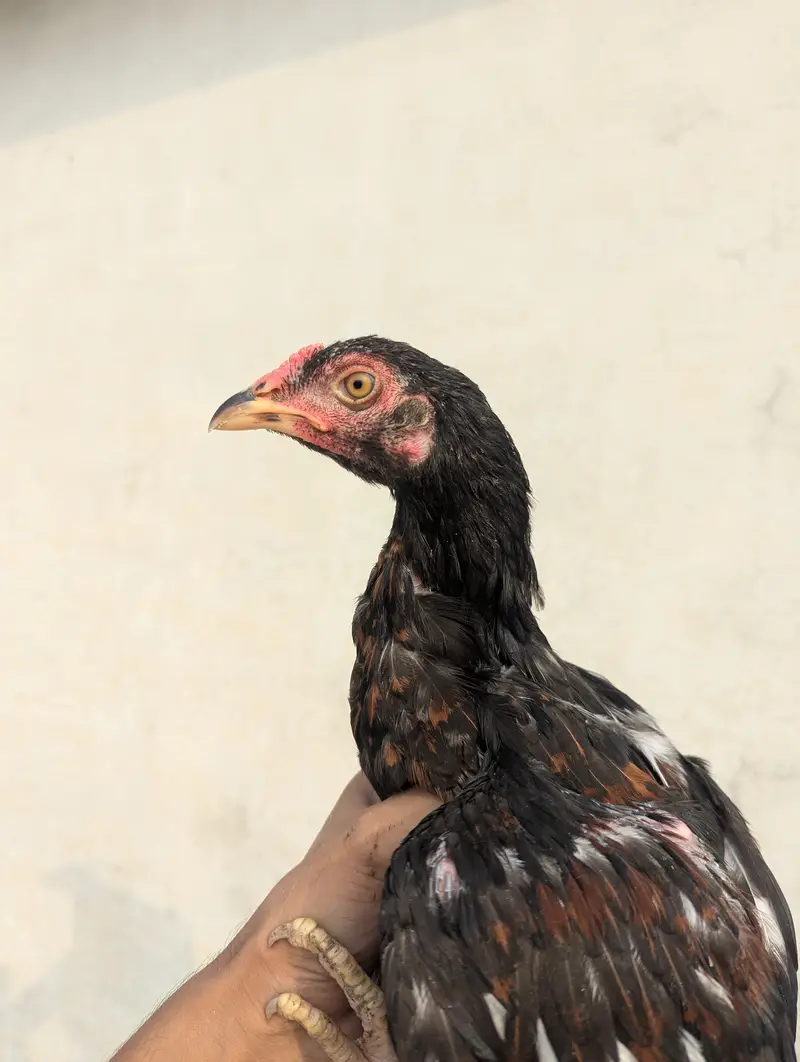Aseel Chicks Pair (4 Months Old) - Healthy & Active — photo 9