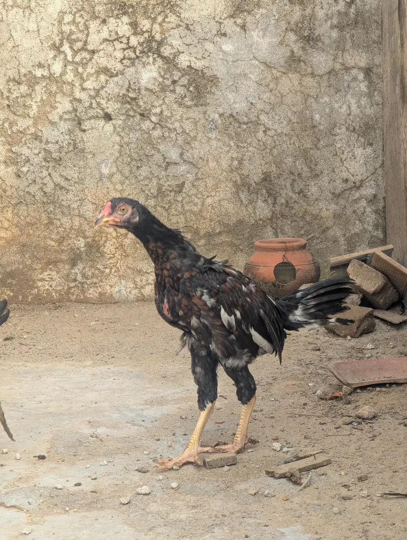Aseel Chicks Pair (4 Months Old) - Healthy & Active — photo 10
