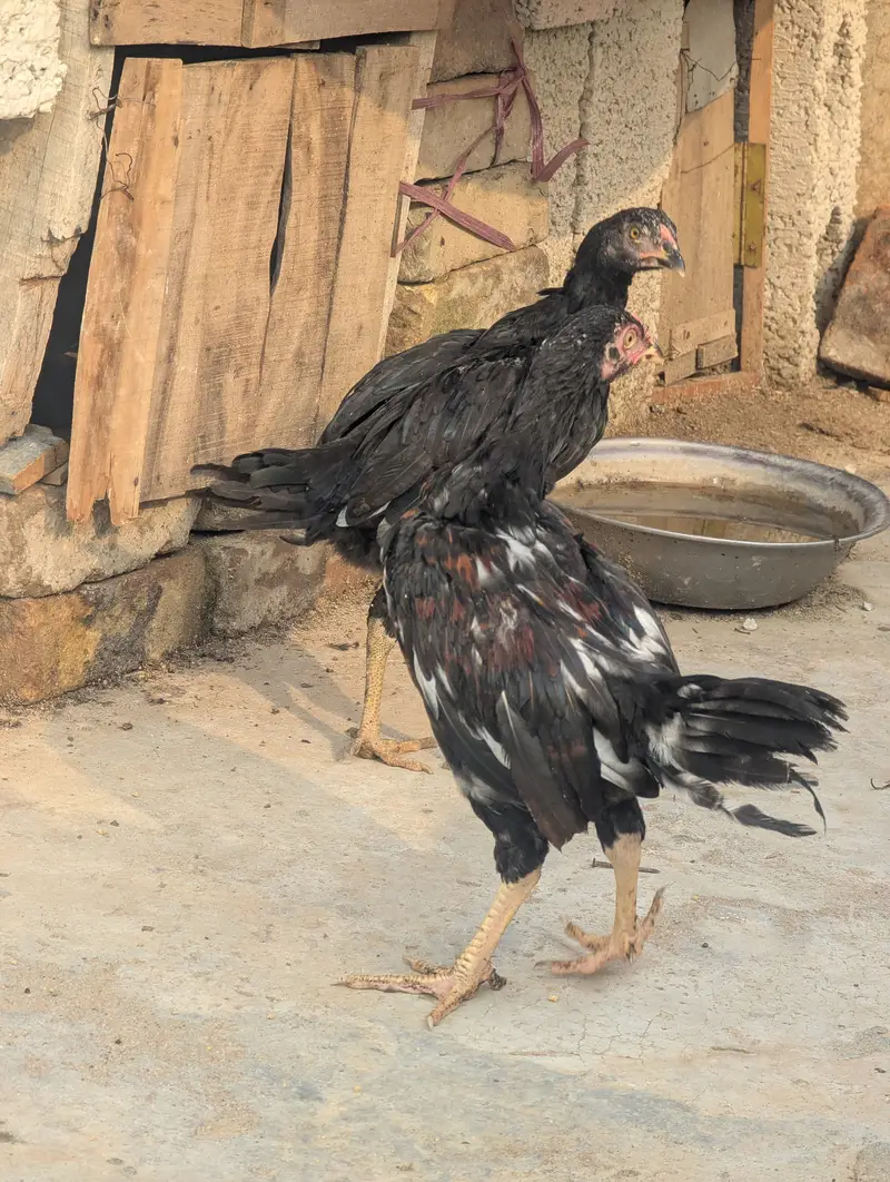 Aseel Chicks Pair (4 Months Old) - Healthy & Active — photo 11