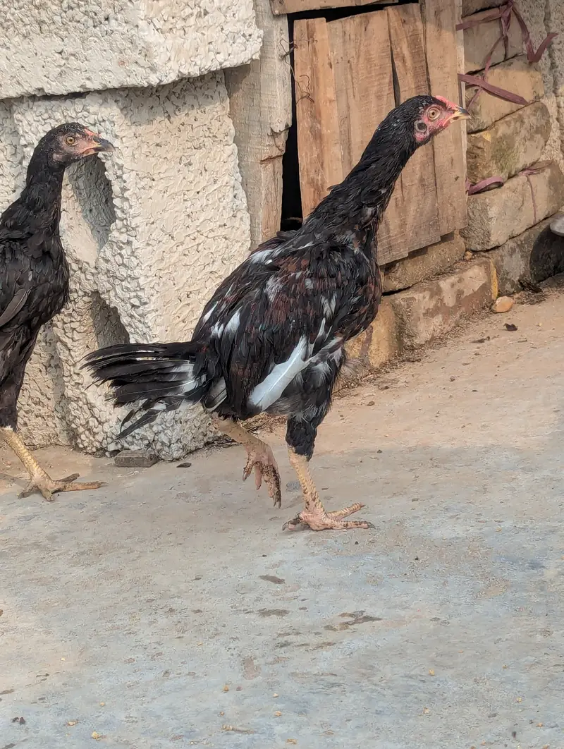 Aseel Chicks Pair (4 Months Old) - Healthy & Active — photo 12