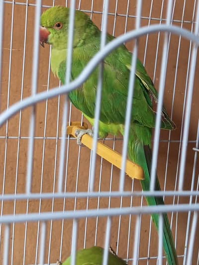 Indian Ringneck Parrot Pair – Healthy & Active(hand tamed)