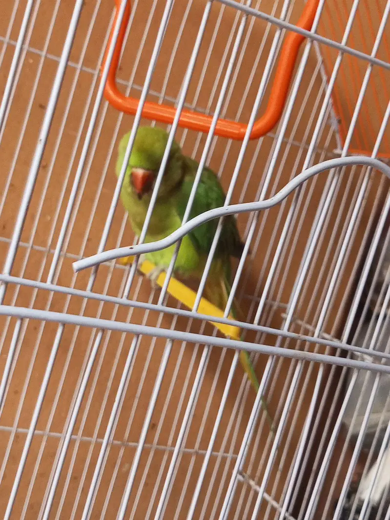 Indian Ringneck Parrot Pair – Healthy & Active(hand tamed) — photo 2