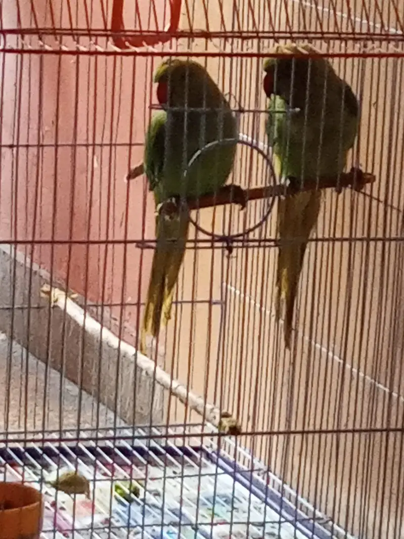 Indian Ringneck Parrot Pair – Healthy & Active(hand tamed) — photo 3