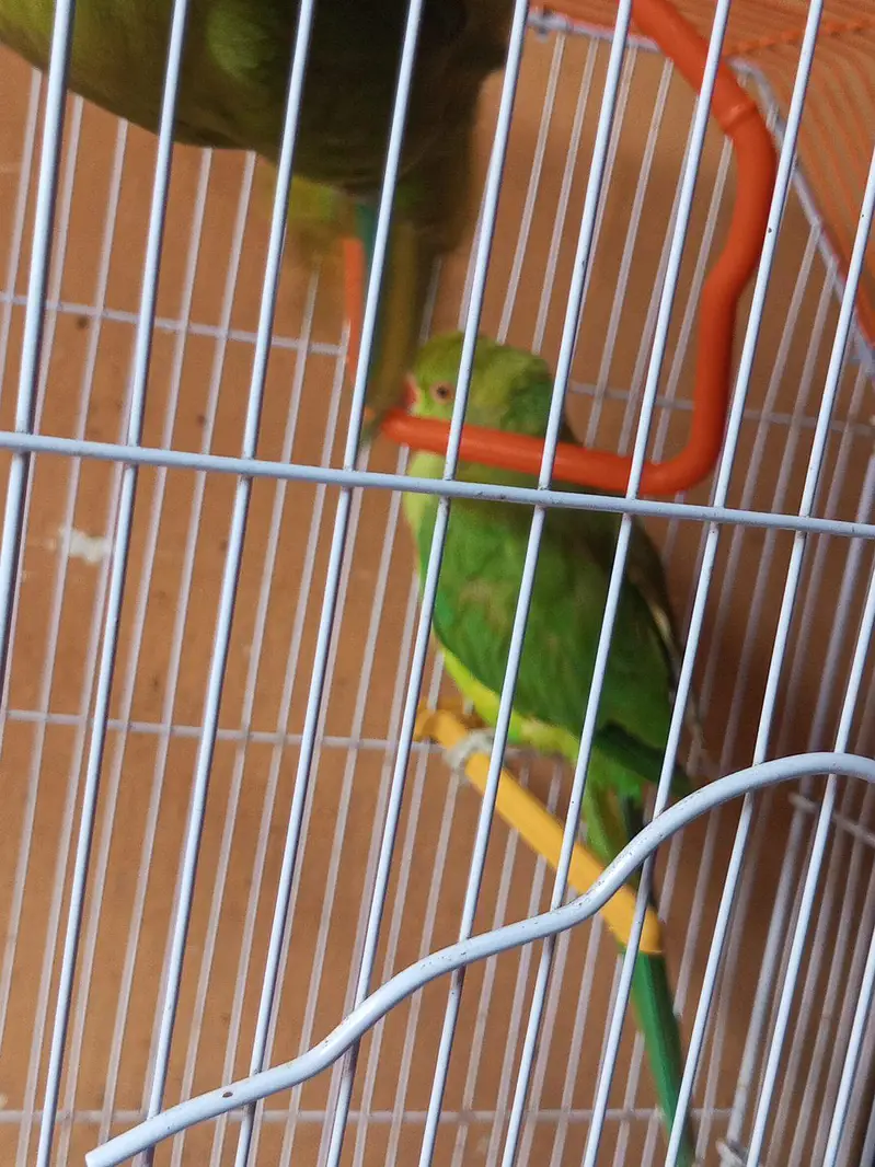 Indian Ringneck Parrot Pair – Healthy & Active(hand tamed) — photo 4