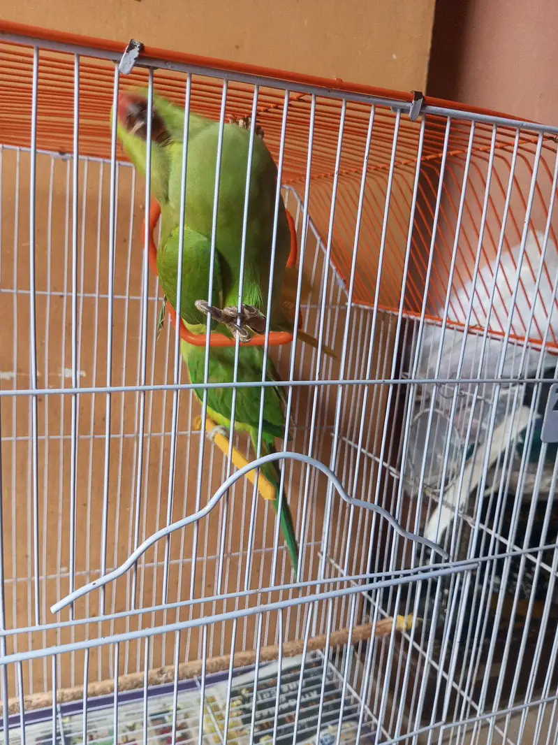 Indian Ringneck Parrot Pair – Healthy & Active(hand tamed) — photo 5