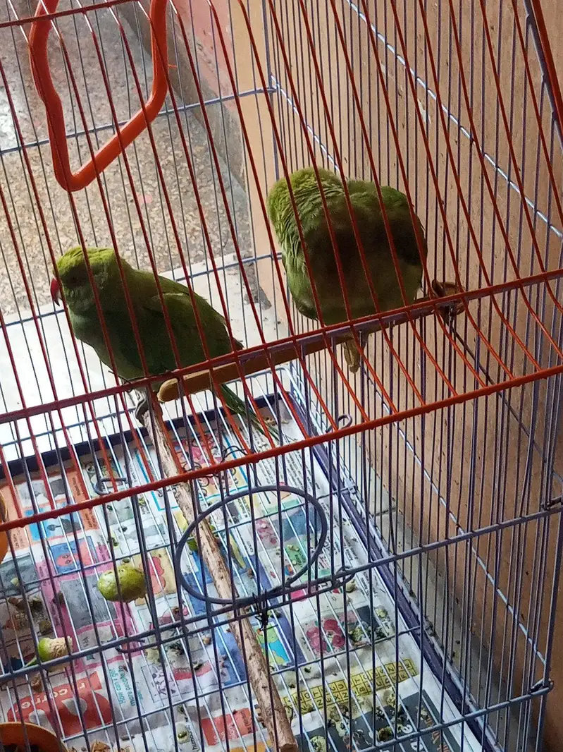 Indian Ringneck Parrot Pair – Healthy & Active(hand tamed) — photo 6