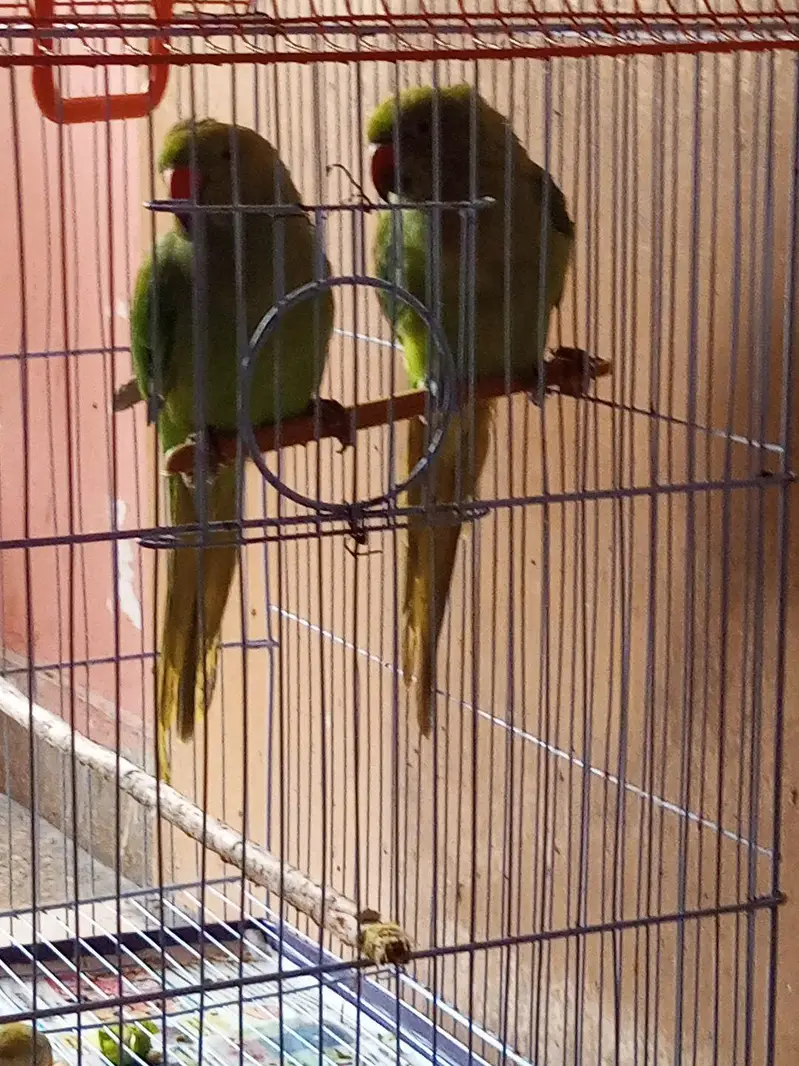 Indian Ringneck Parrot Pair – Healthy & Active(hand tamed) — photo 7