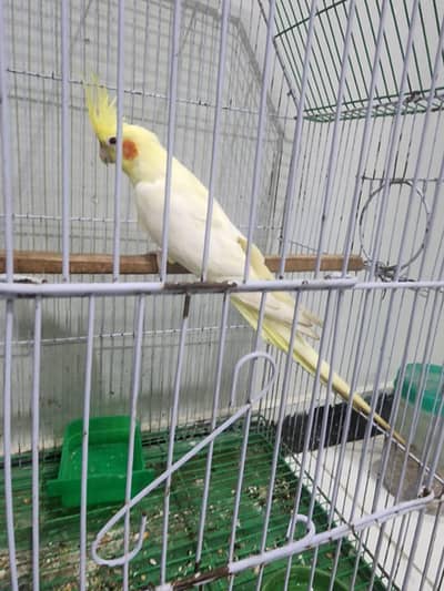 Cockatiel breeder male available price 3500