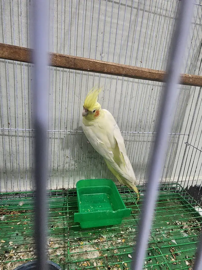 Cockatiel breeder male available price 3500 — photo 2