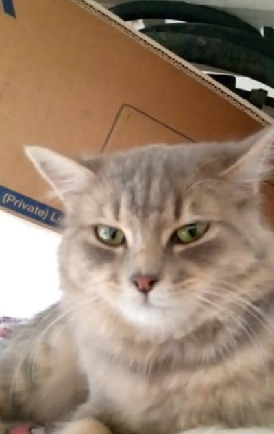 golden Gray cat 