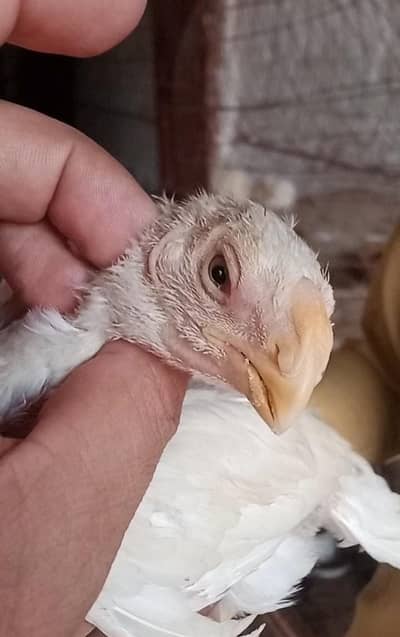 parrot beak chicks