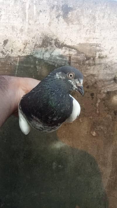 breeder pair for sale