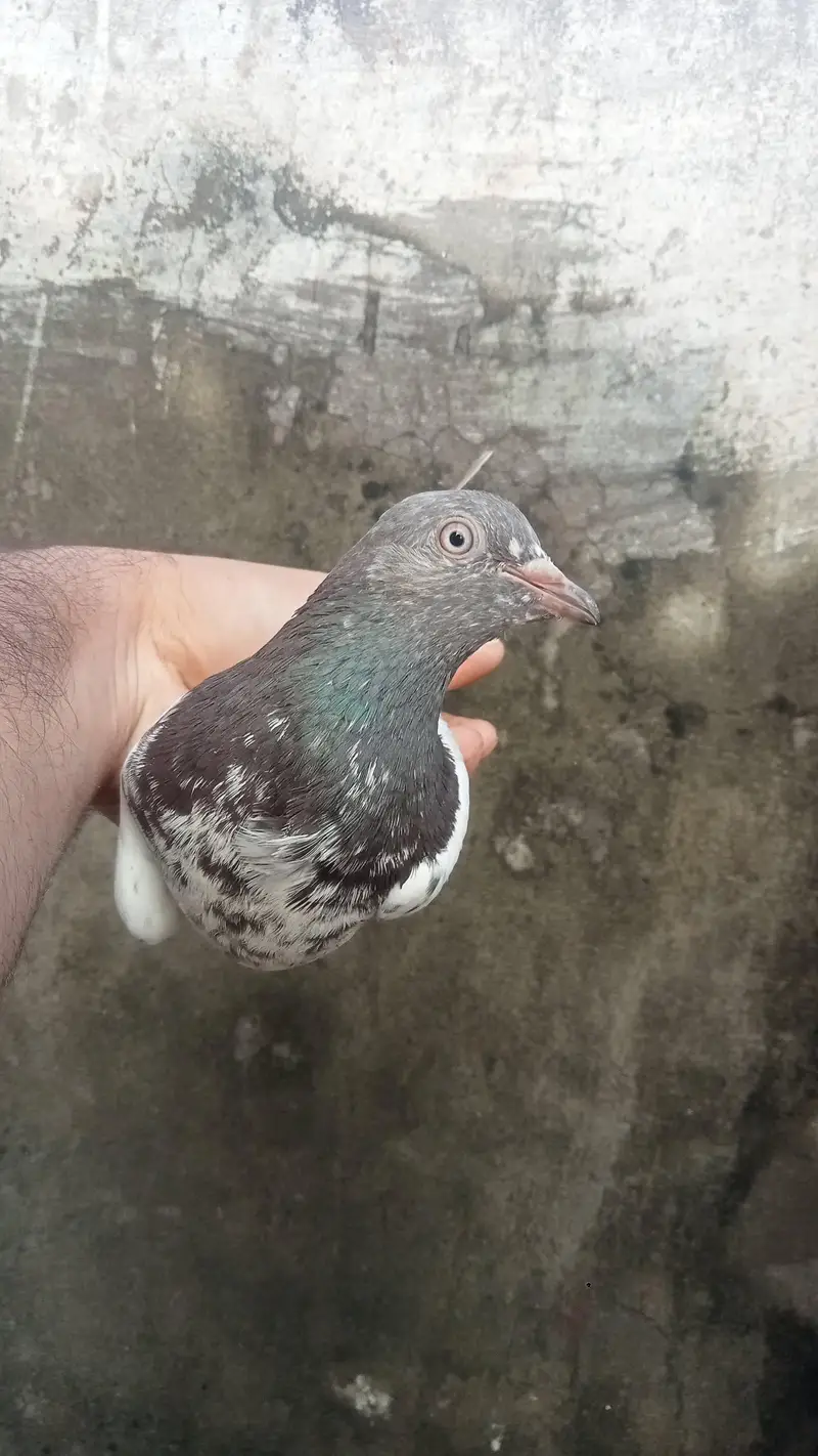 breeder pair for sale — photo 3