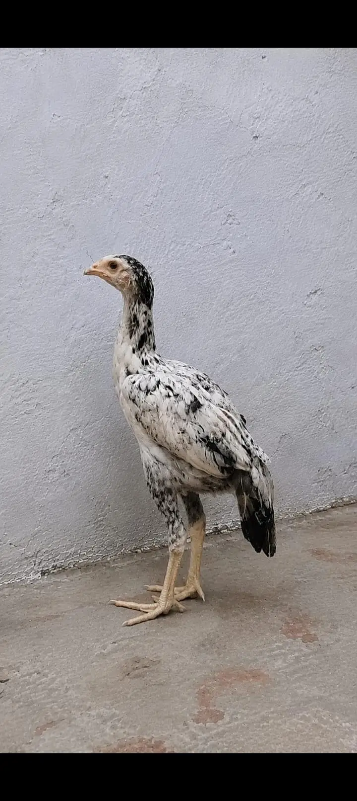 selling aseel and others Whatsapp number (03216921490) — photo 3