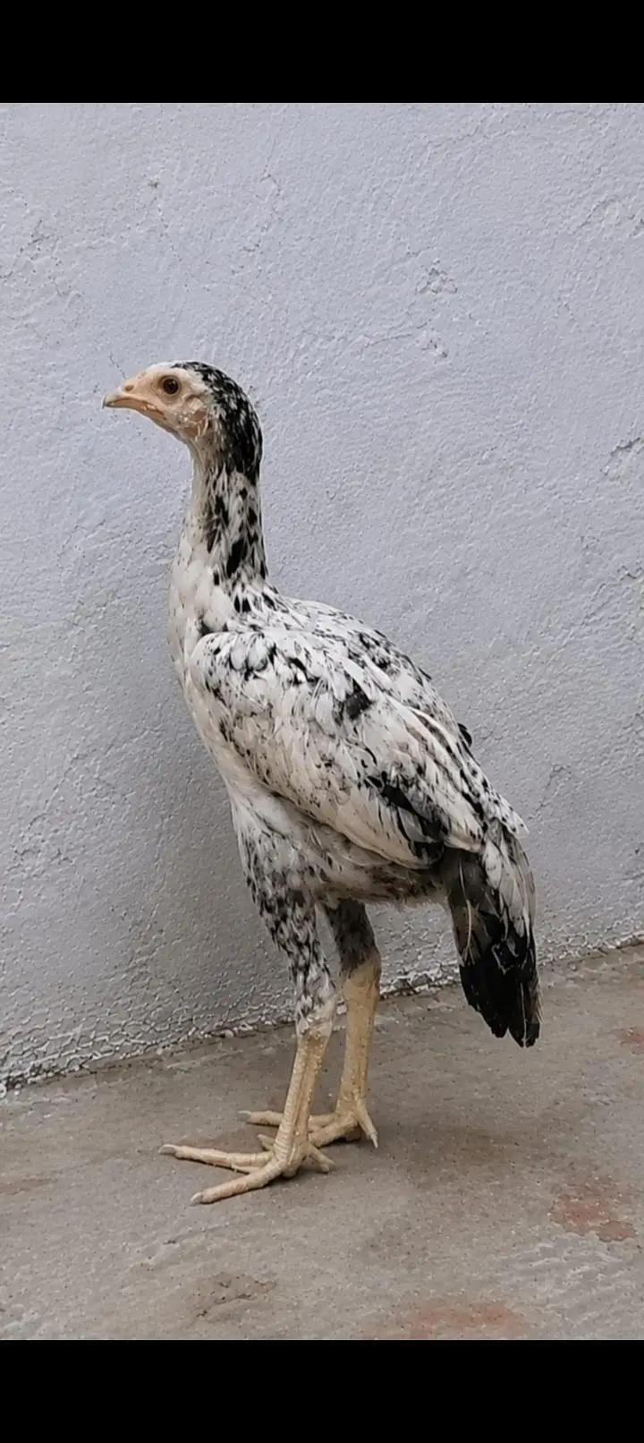 selling aseel and others Whatsapp number (03216921490) — photo 5