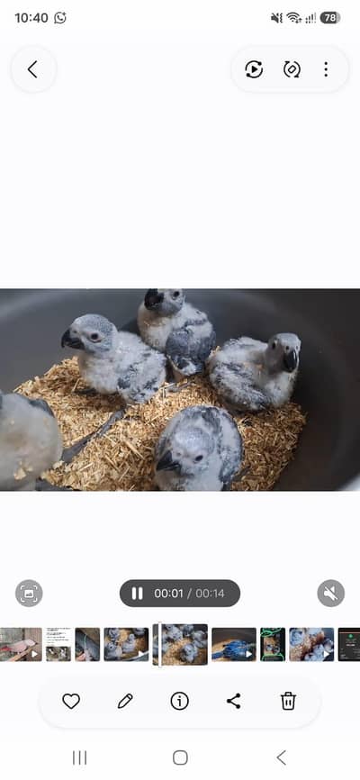 African grey chickc available
