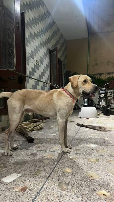 Lebra Dog Age 13 months Full Vaccinated