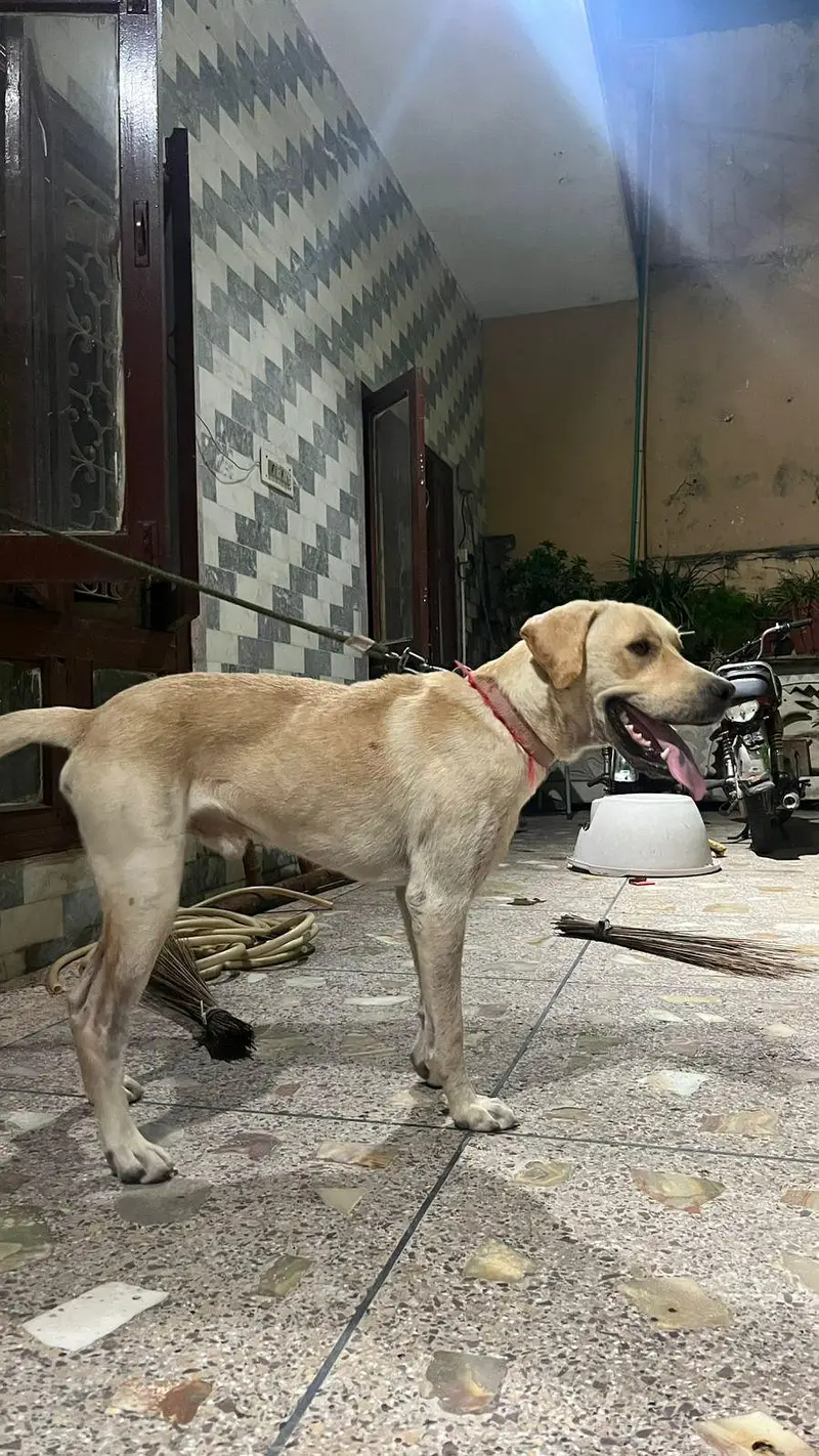 Lebra Dog Age 13 months Full Vaccinated — photo 2