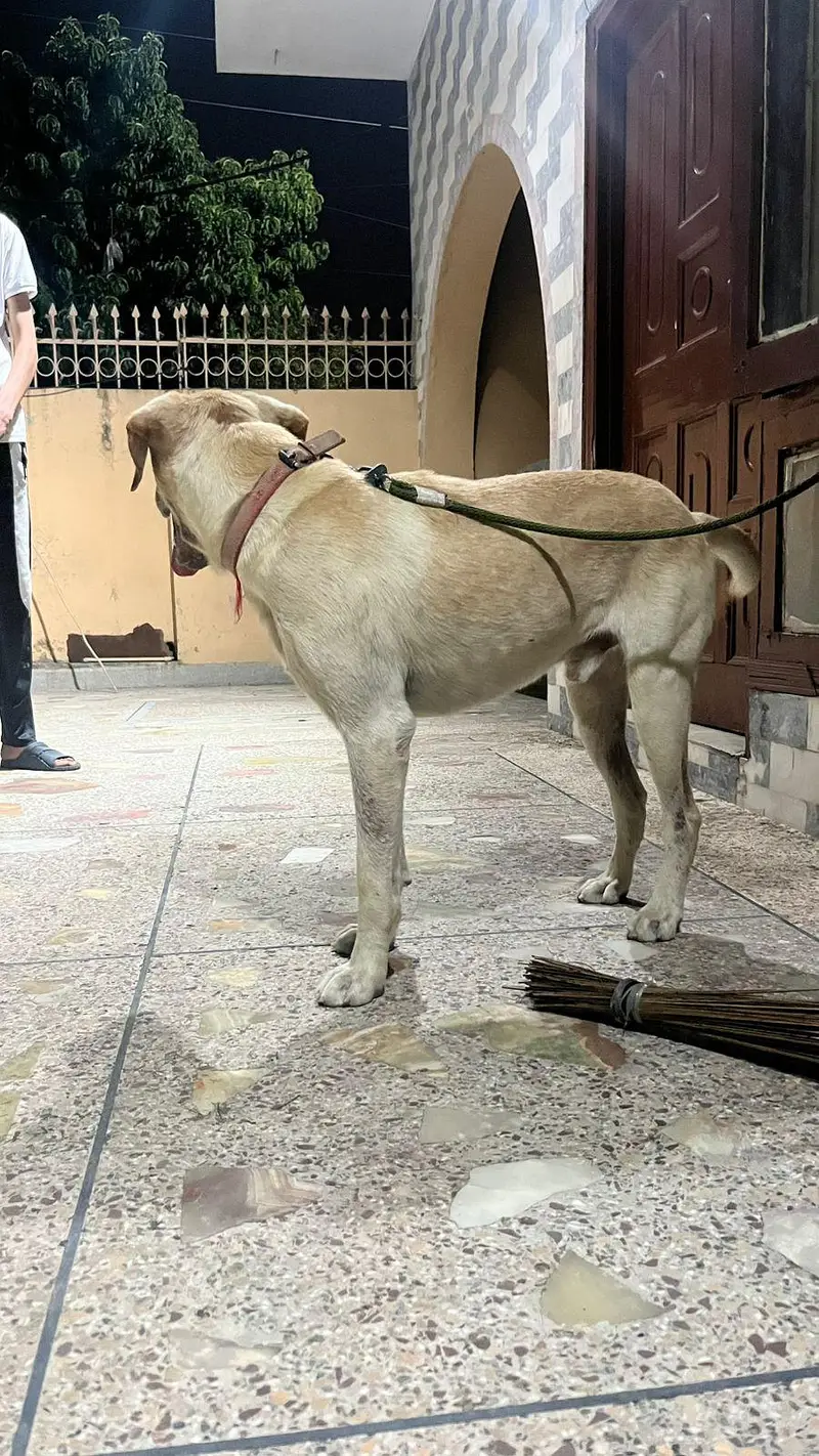 Lebra Dog Age 13 months Full Vaccinated — photo 3