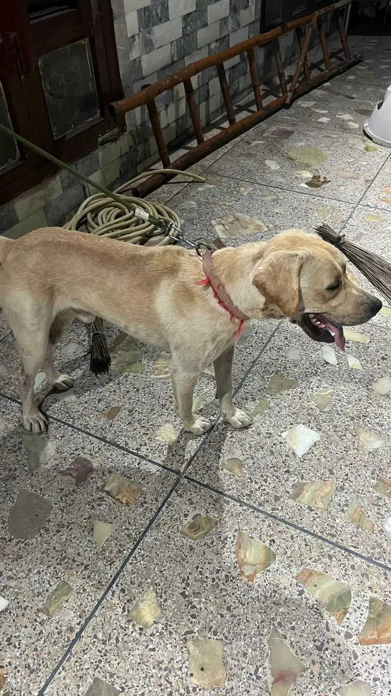 Lebra Dog Age 13 months Full Vaccinated — photo 4