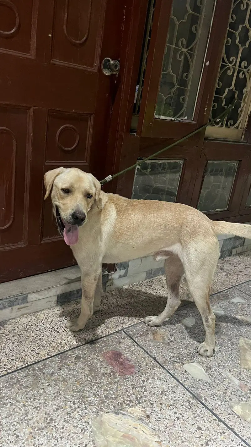 Lebra Dog Age 13 months Full Vaccinated — photo 5