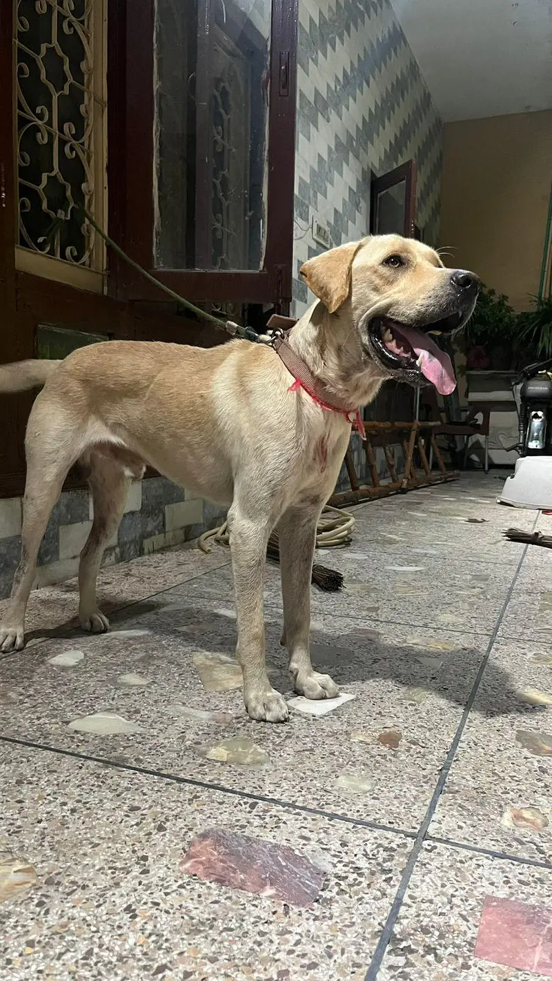 Lebra Dog Age 13 months Full Vaccinated — photo 6