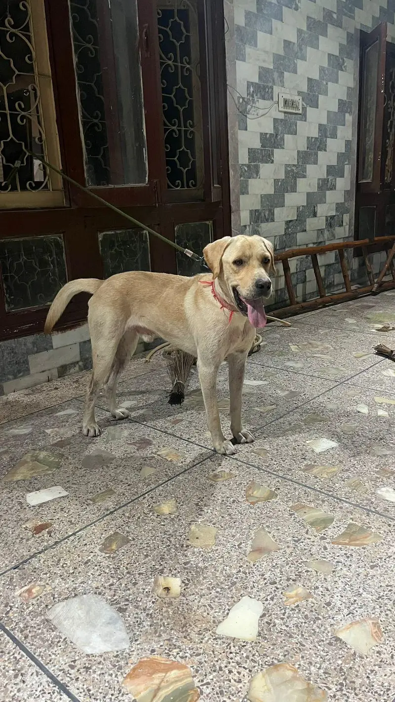 Lebra Dog Age 13 months Full Vaccinated — photo 7