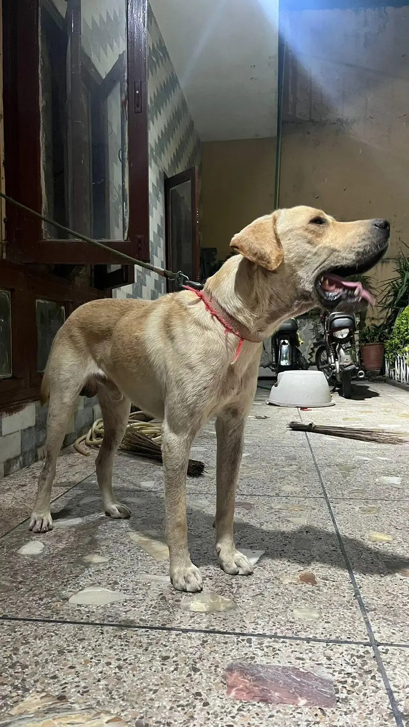 Lebra Dog Age 13 months Full Vaccinated — photo 8