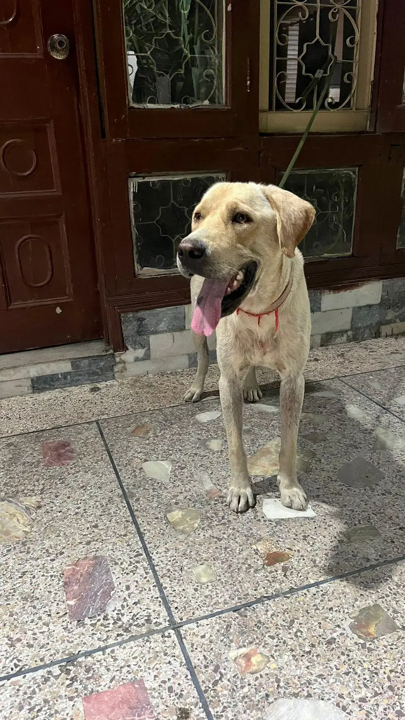 Lebra Dog Age 13 months Full Vaccinated — photo 9
