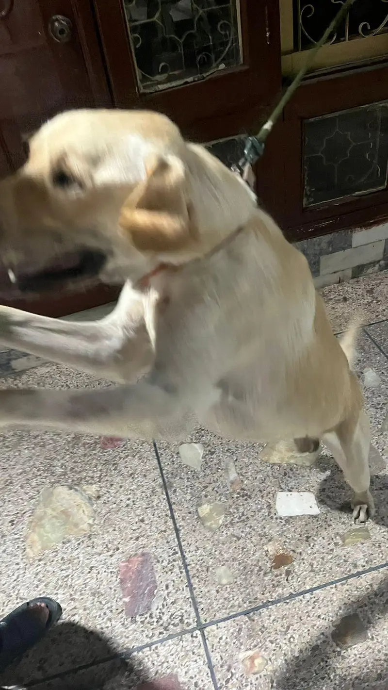 Lebra Dog Age 13 months Full Vaccinated — photo 10
