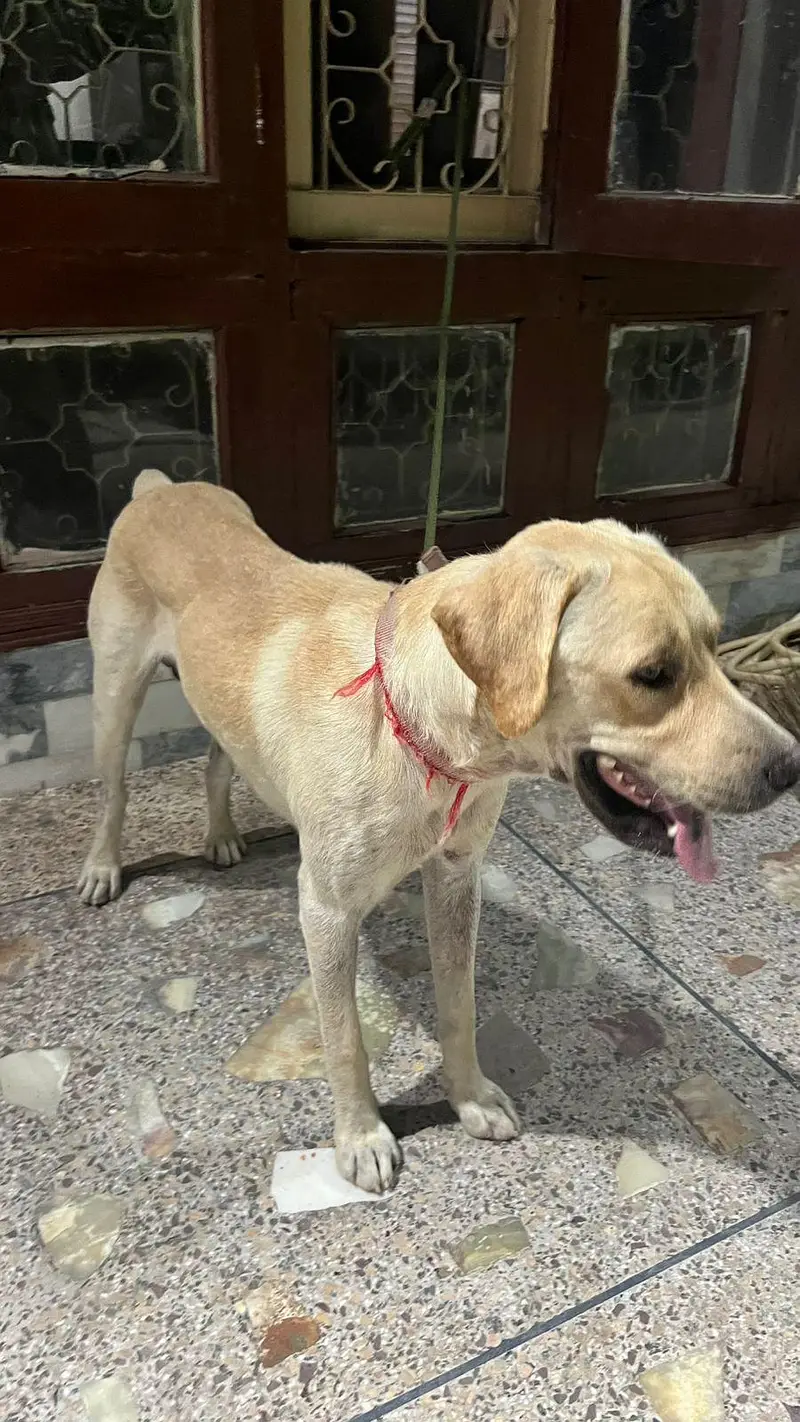 Lebra Dog Age 13 months Full Vaccinated — photo 11