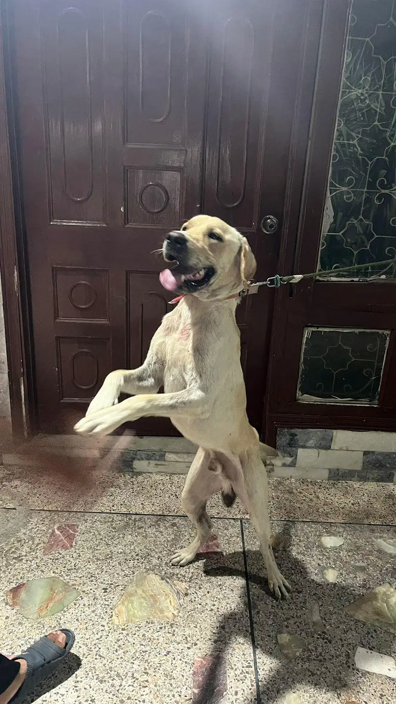 Lebra Dog Age 13 months Full Vaccinated — photo 12